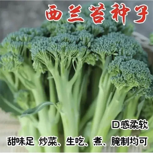 【个位数发3包】西兰苔种子蔬菜种子油菜芯籽四季种植盆栽L