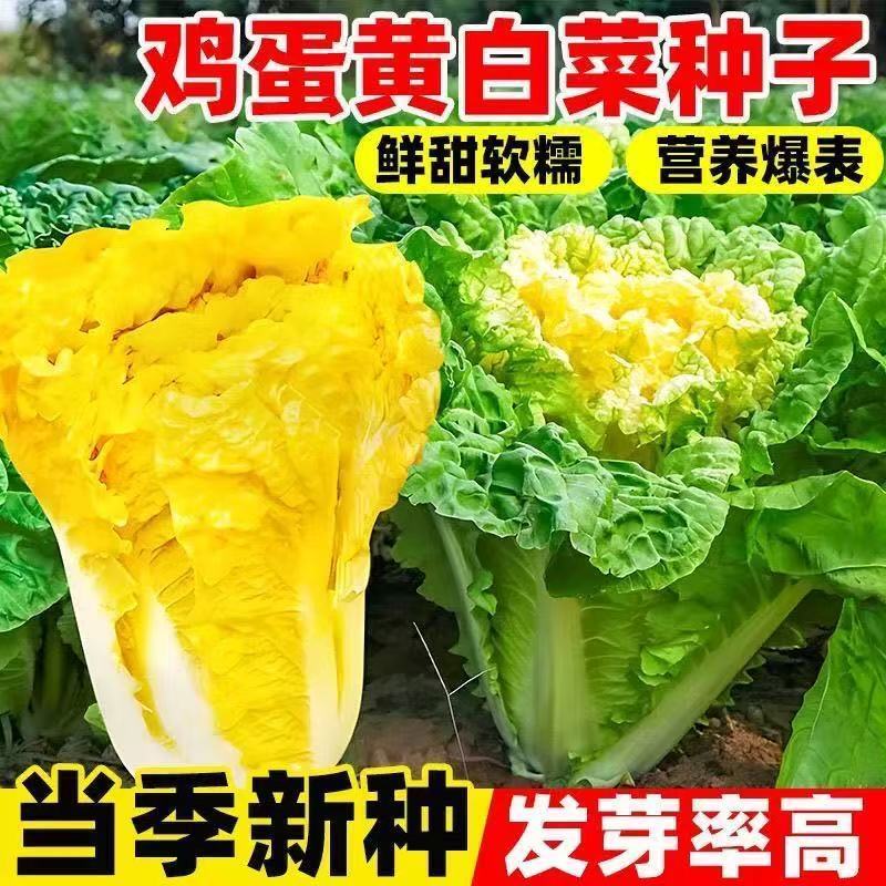 鸡蛋黄白菜种子耐热黄心白菜种籽秋鸭蛋黄包心大白菜种孑L