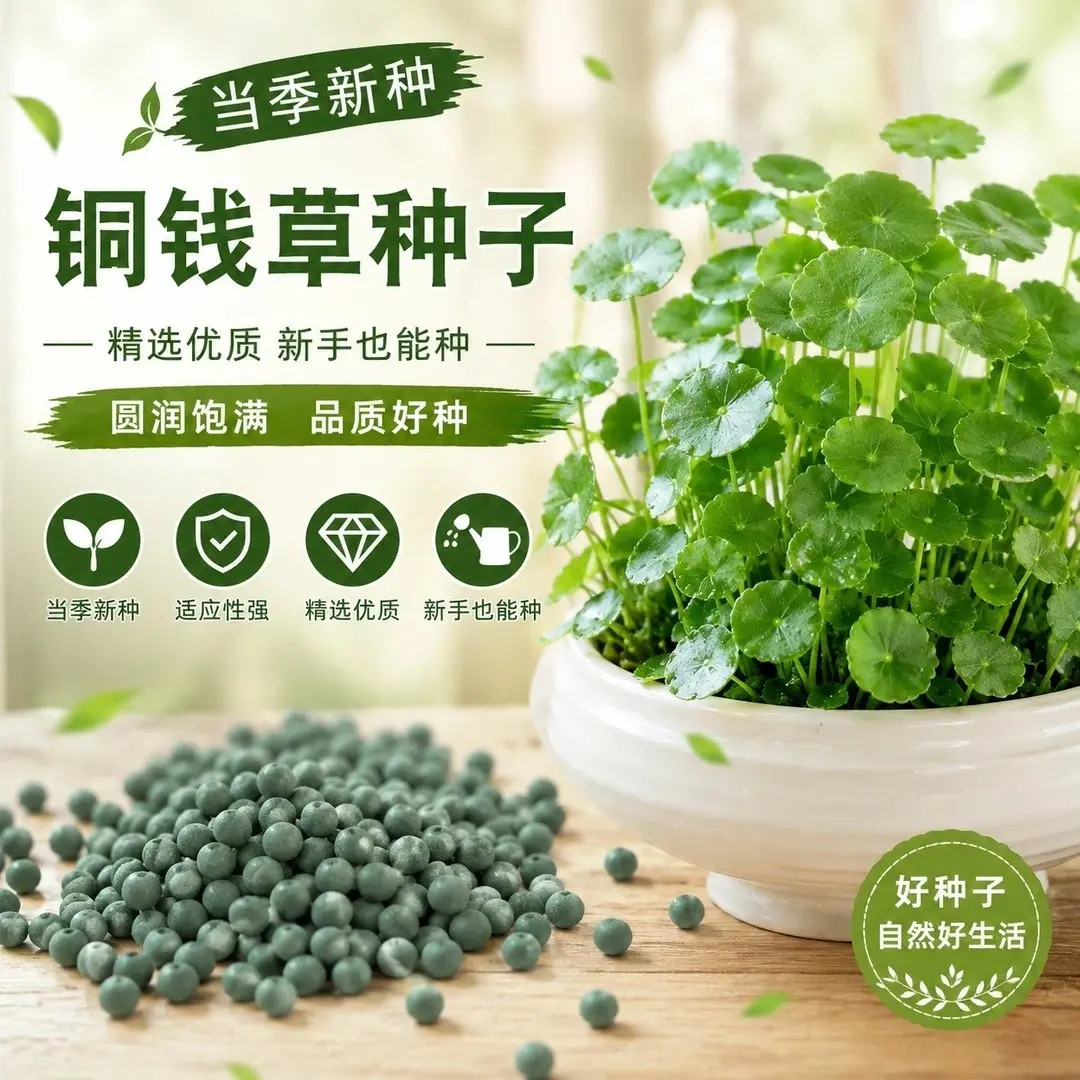 【铜钱草种子】种植庭院清香怡人耐寒 耐热L