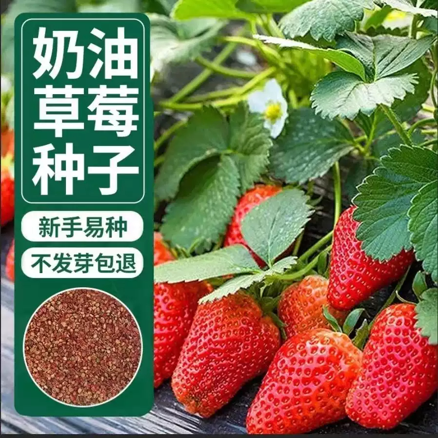 【下单立减10元】四季结果草莓苗奶油草莓种子盆栽地栽四季结果D1