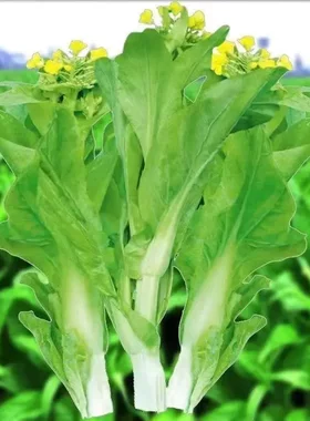 【奶油白菜苔种子】早熟速生奶油白菜种籽四九菜心蔬菜种L
