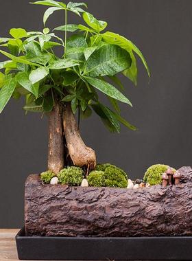 发财树办公室装饰客厅简约网红玄关送礼陶瓷绿植盆景创意桌面摆件