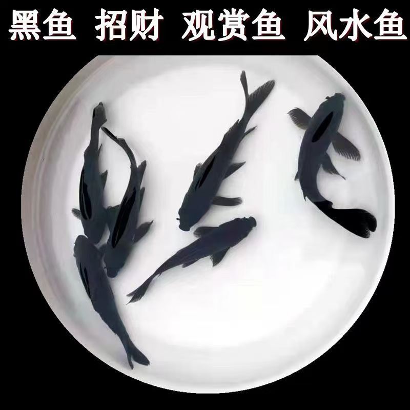 黑鱼草金淡水鱼招财冷水鱼金鱼成鱼广温淡水观赏鱼新手易养活体鱼 - 实物图