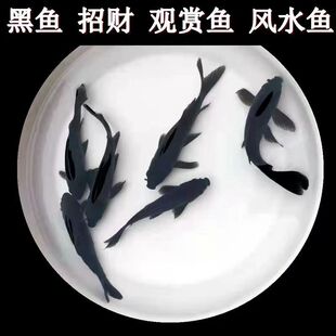 黑鱼草金淡水鱼招财冷水鱼金鱼成鱼广温淡水观赏鱼新手易养活体鱼