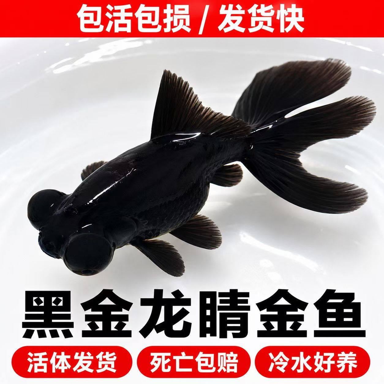 黑龙晴金鱼蝶尾金鱼鸿运当头大眼鱼黑金鱼好养耐活小型冷水观赏鱼
