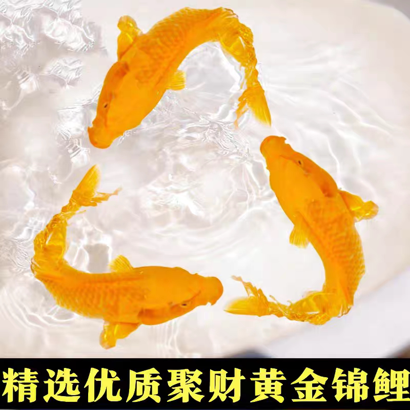 招财鱼锦鲤黄金风水鱼苗冷水金鱼鱼