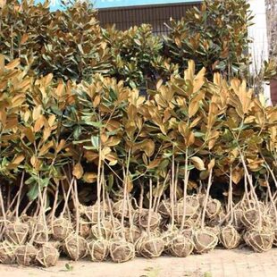 绿化苗木广玉兰小苗庭院四季常绿广玉兰荷花玉兰树苗大广玉兰树苗