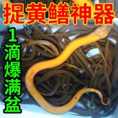 黄鳝小药擒鳝王鳝鱼泥鳅小龙虾黄辣丁甲鱼诱食添加剂钓鳝饵料鱼饵