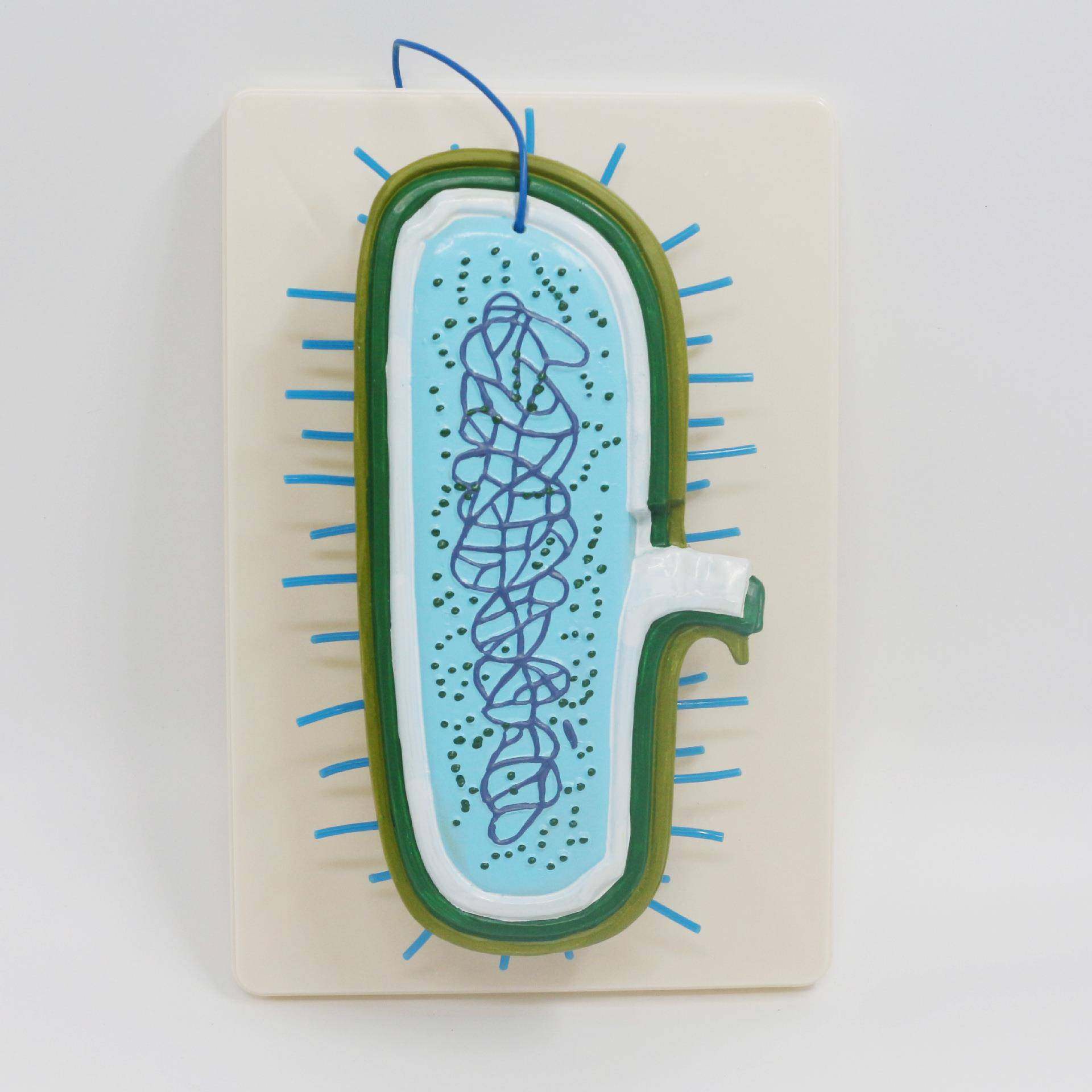 30409310201细菌模型2020新课标中学生物教学仪器实验器材育才