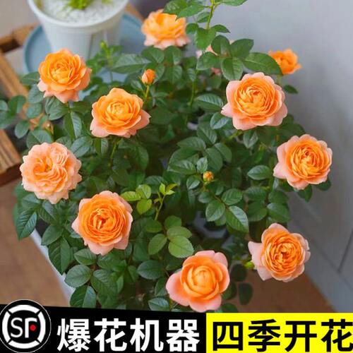 果汁阳台月季盆栽四季开花卉玫瑰带花苞阳台庭院爬藤植物蔷薇花苗