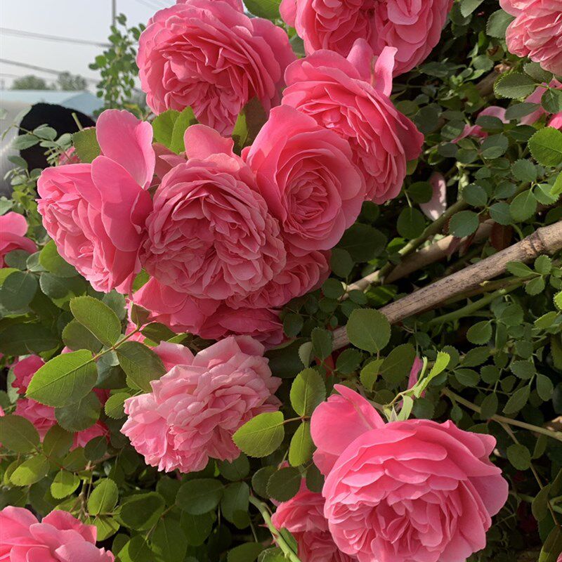 藤本粉色盆芬奇月季花苗蔷薇爬藤月季/蔷薇/玫瑰
