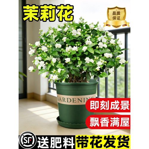茉莉花苗盆栽带苞九里香老