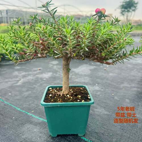 【带盆老桩】重瓣太阳花牡