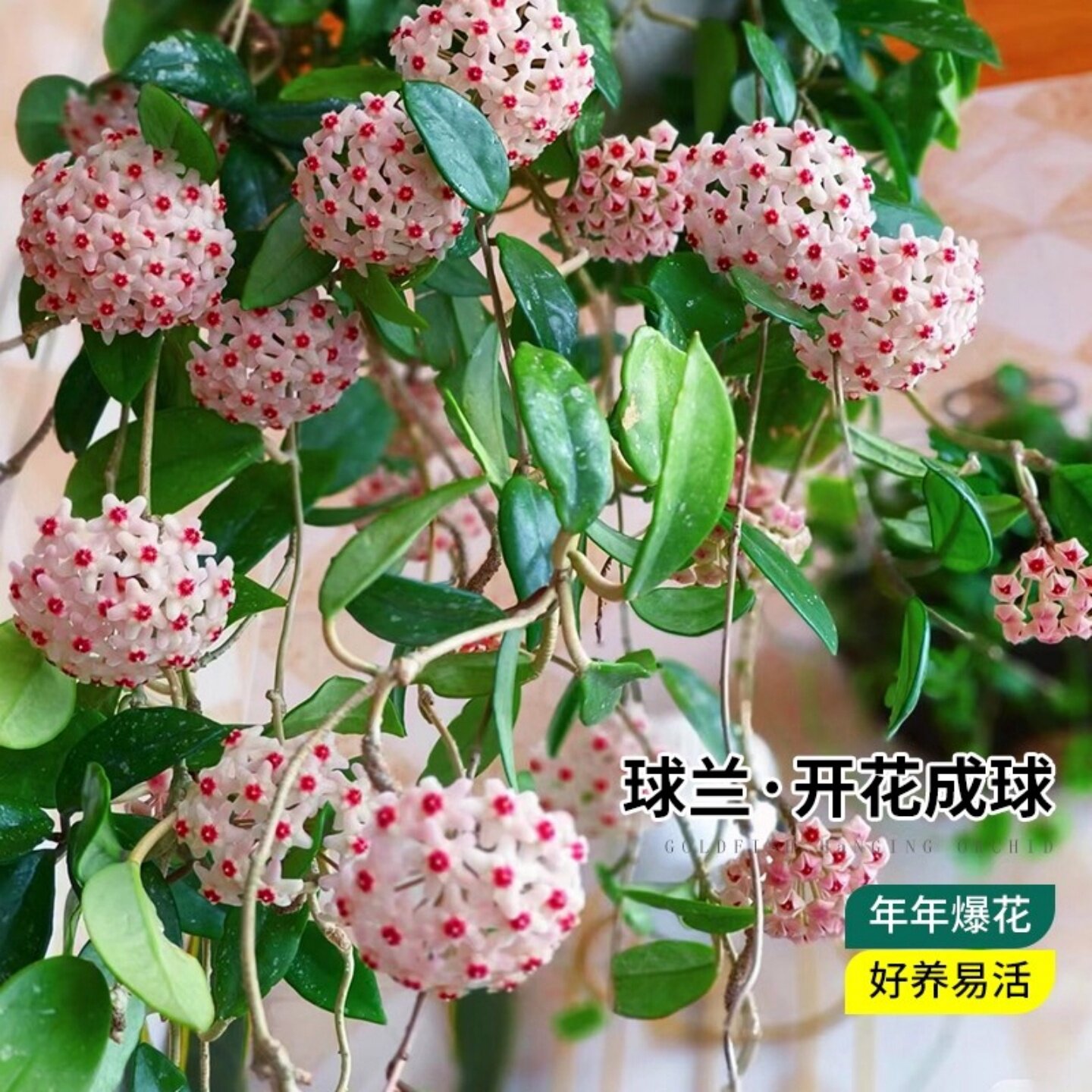 球兰花苗 室内爬藤吊兰盆栽花卉 绿叶花心球兰大苗攀援植物