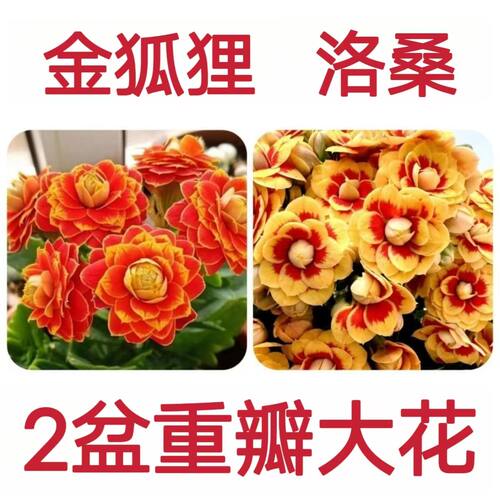 【稀有长寿花】金狐狸盆栽