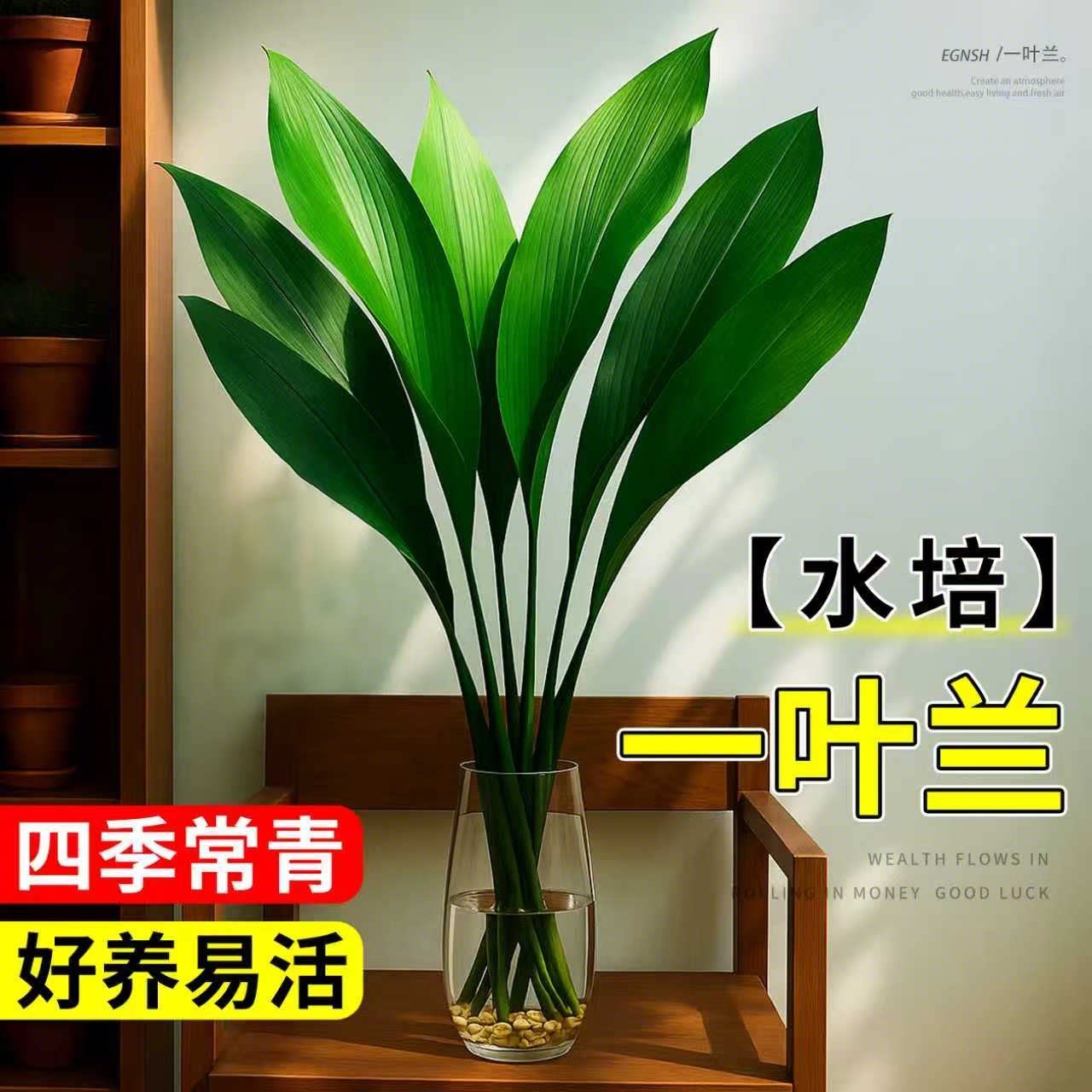 一叶兰水培植物盆栽养绿四图片