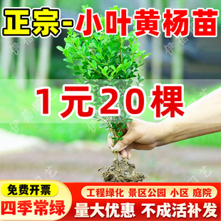 小叶黄杨苗瓜子黄杨球苗庭院篱笆独杆黄杨树苗绿化大叶黄杨冬青苗