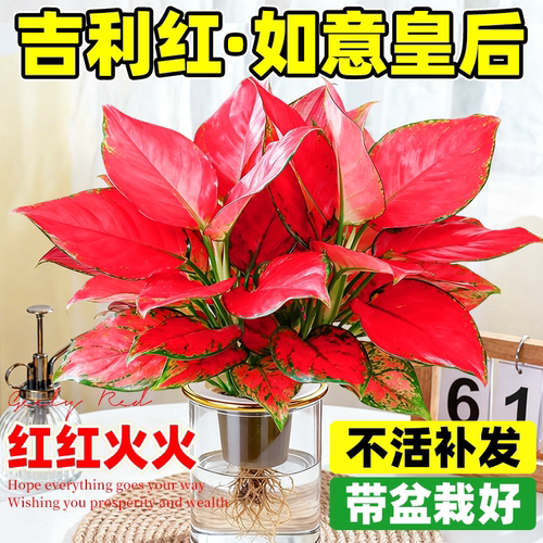 吉利红如意皇后盆栽室内水