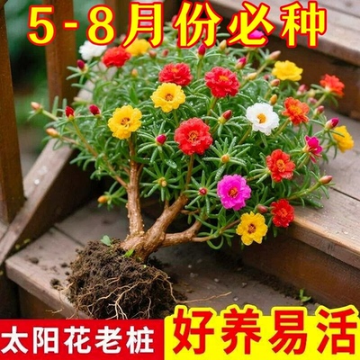 重瓣太阳花老桩多色季开植