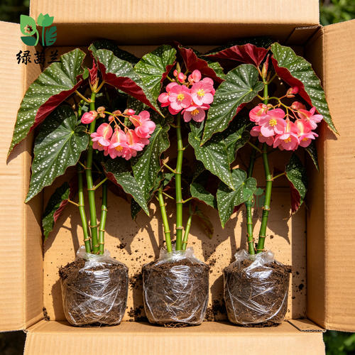 竹节海棠盆栽花卉大叶斑点