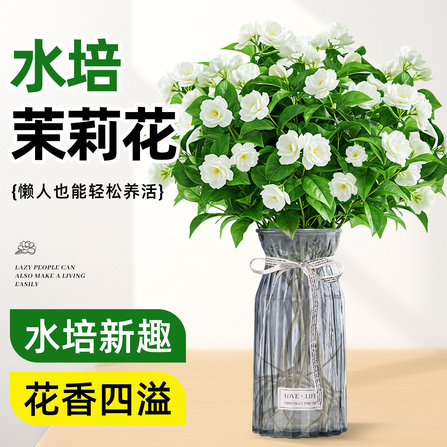 水培茉莉花带花苞花卉绿植盆栽室内客厅好养活四季懒人适合养的花