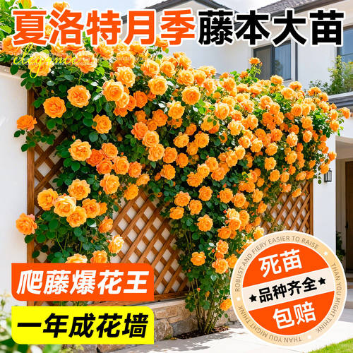 夏洛特夫人爬藤月季大苗蔷