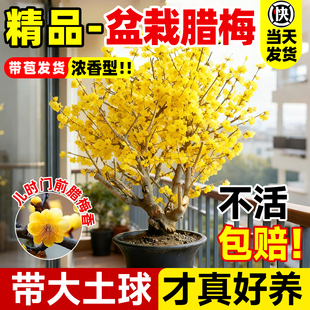 腊梅花树苗盆栽冬季室内开花卉树形庭院老桩盆景丛生地栽耐寒植物