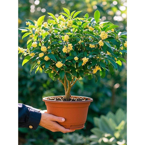 好养活四季桂花树苗盆栽植