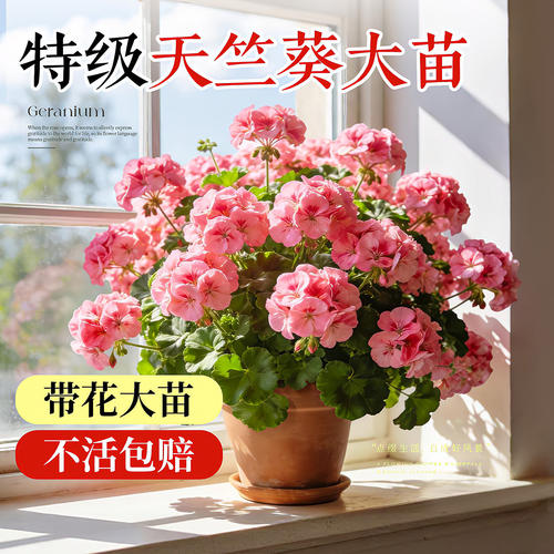 天竺葵盆栽四季重瓣花卉带