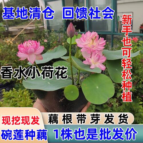碗莲种藕水培绿植物室内多