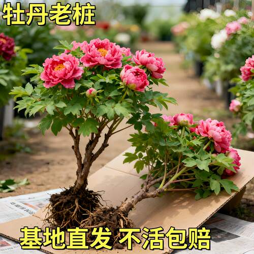 牡丹花树苗盆栽大洛阳正宗