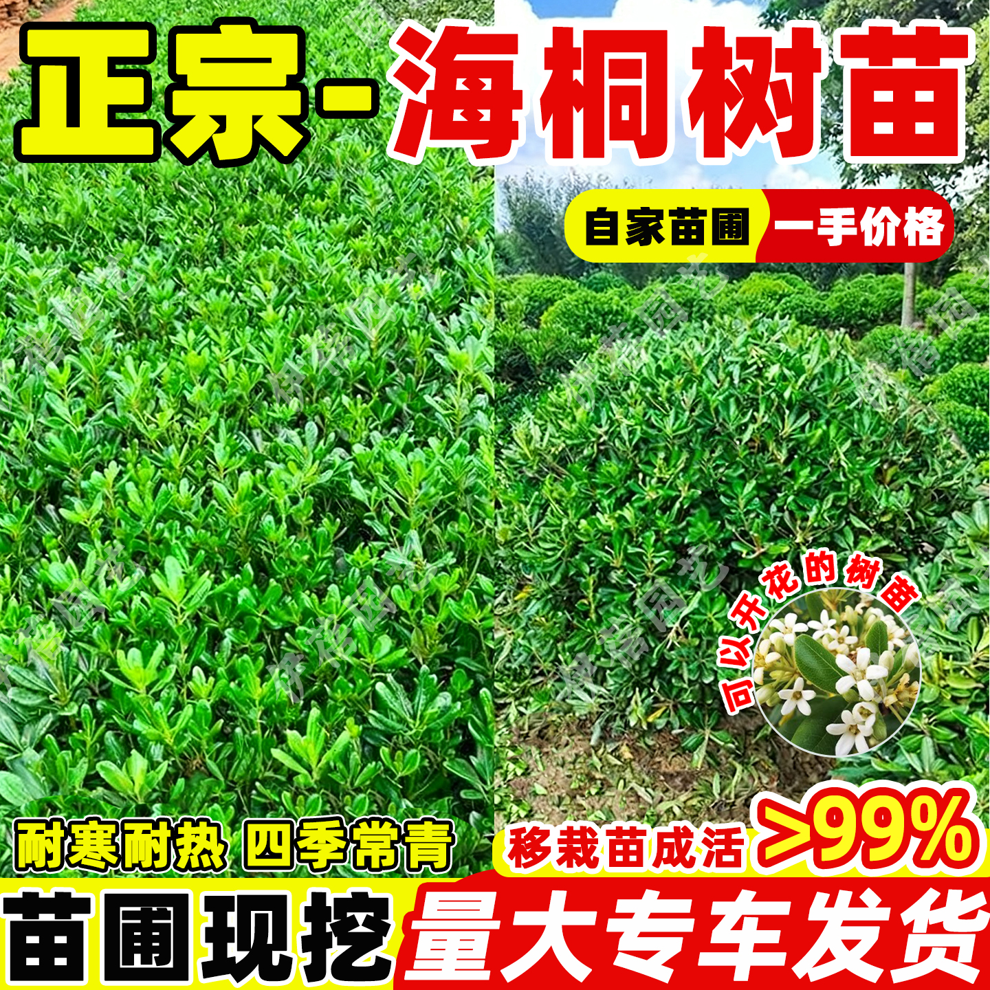 【一手价格】海桐树苗四季常青