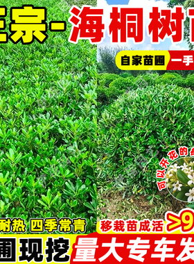 海桐树苗四季常青庭院绿化气味芳香海桐球耐寒植物行道围墙绿篱苗