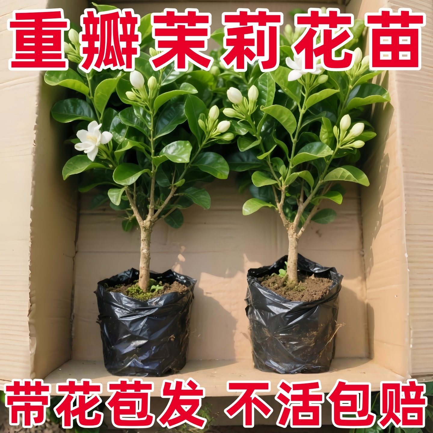 茉莉花盆栽四季树苗开老桩图片