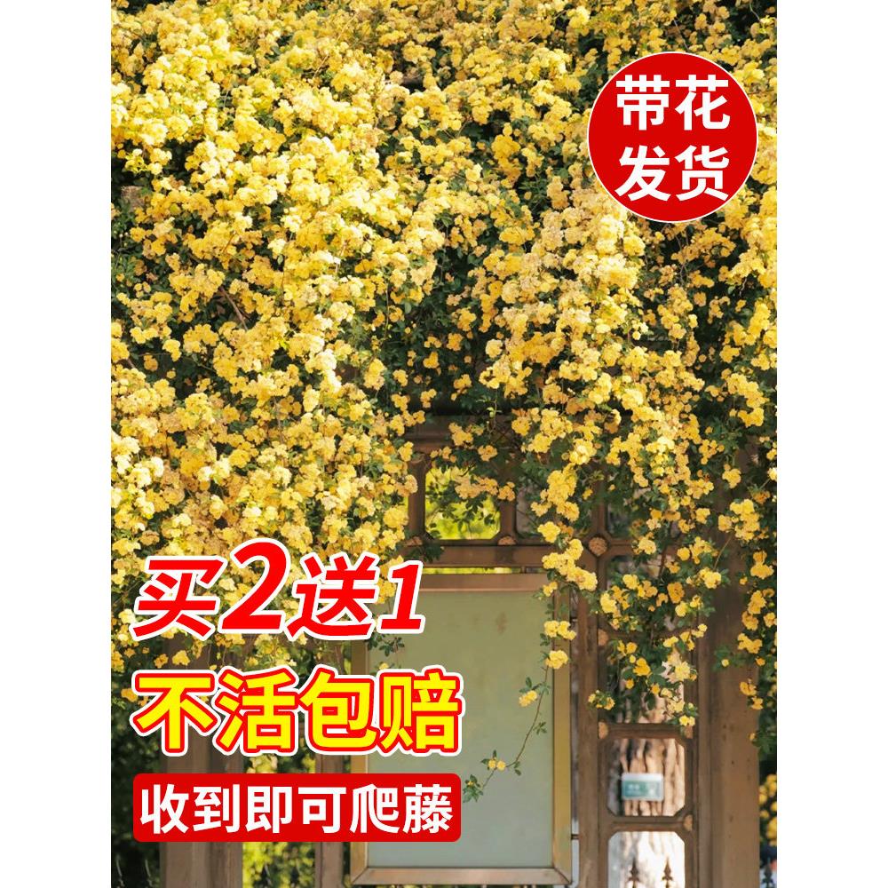 黄木香花苗爬藤植物重瓣红图片