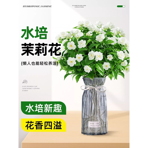 水培茉莉花带苞卉绿植盆栽