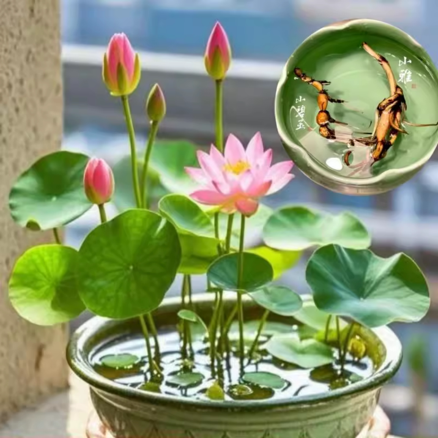 迷你碗莲盆栽盆莲钵莲种藕苗睡莲小荷花多年生室内外水生植物