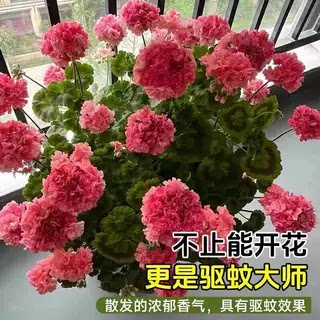 招财吸色重瓣天竺葵盆栽花图片