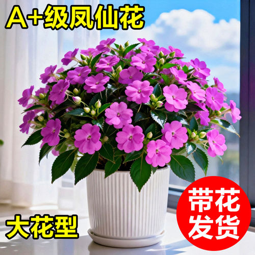 凤仙花盆栽带苞大长春室内