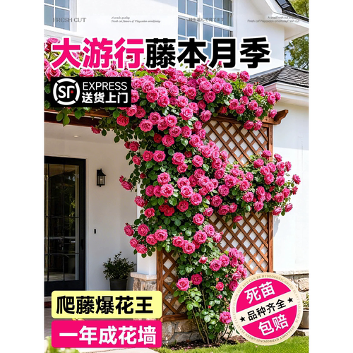 大游行爬藤月季四开花本蔷