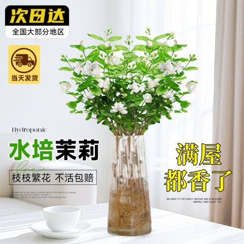 水培茉莉花盆栽驱蚊植物室