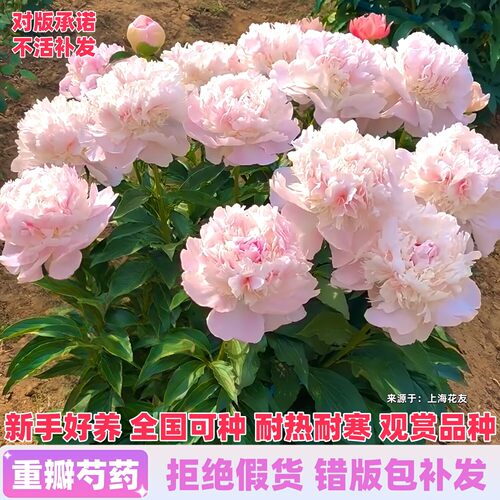 重瓣芍药花苗带芽种根阳台