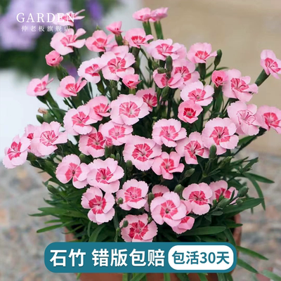 欧石竹花苗初吻多年生常绿