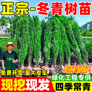 法国冬青树苗直立篱笆植物四季常青耐寒耐旱庭院绿篱树苗围墙植物