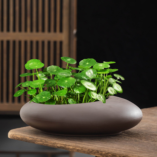 复古紫砂铜钱草专用水培花盆水养绿植器皿大口径陶瓷家用客厅阳台