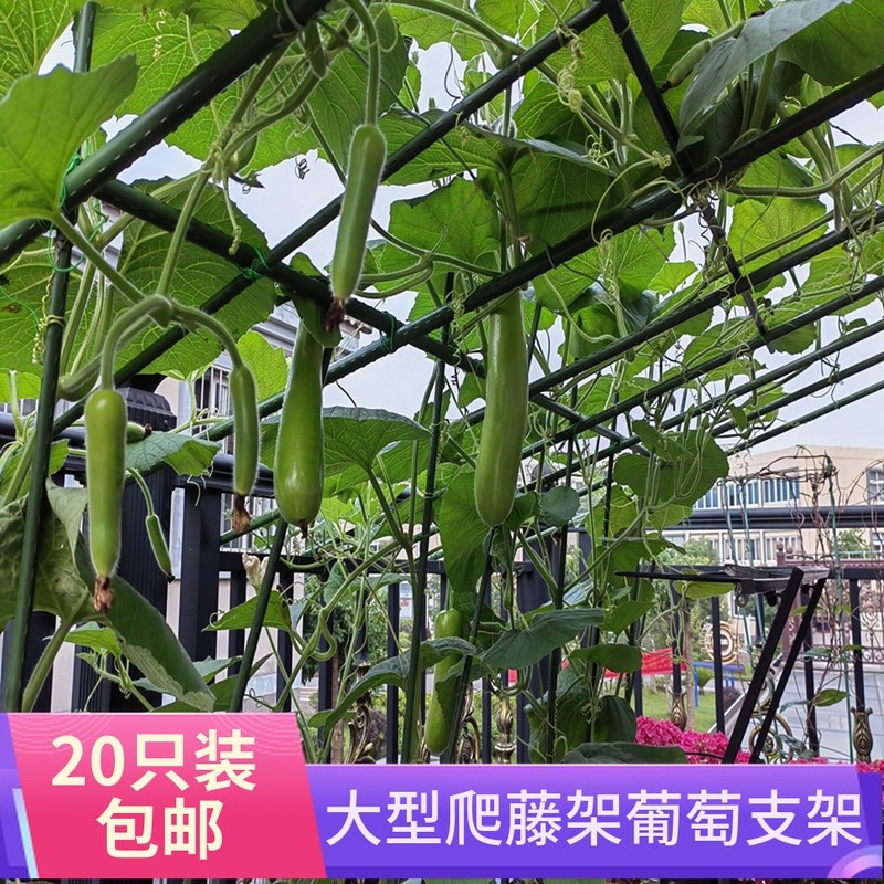 葡萄植物攀爬支架庭院园艺爬藤架花架阳台种植Q物箱番茄黄瓜支撑