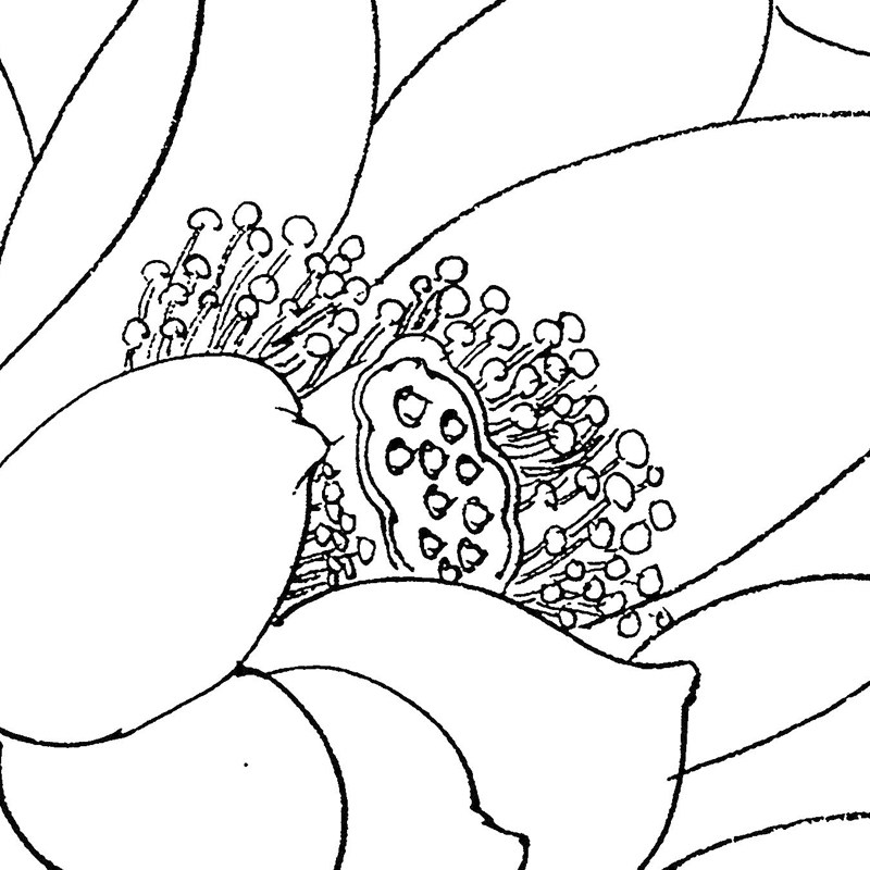 初学者工笔画团扇白2底稿描4幅国画鸟花宫扇临摹线稿图样打印底稿
