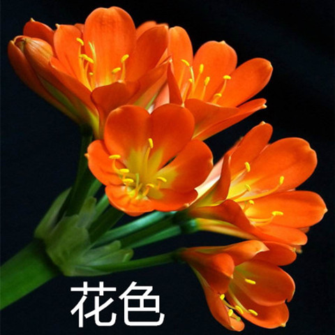 长春匠鑫坑品君子兰 立多浅体黄技师 精纹粗筋麻脸 一叶板叶小苗