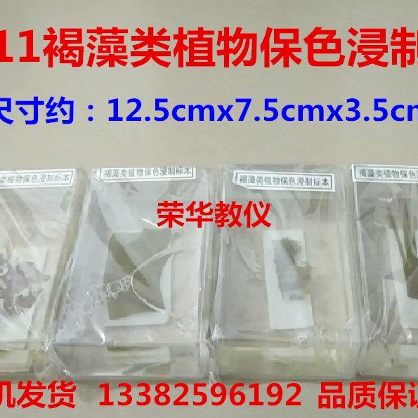 43011褐藻类植物保色浸制标本4种藻类  生物实验器材教学仪器包邮