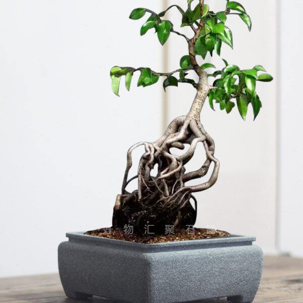 方形青石盆纯手工简约石头花盆榕树盆景新中式无孔造景盆客厅装饰
